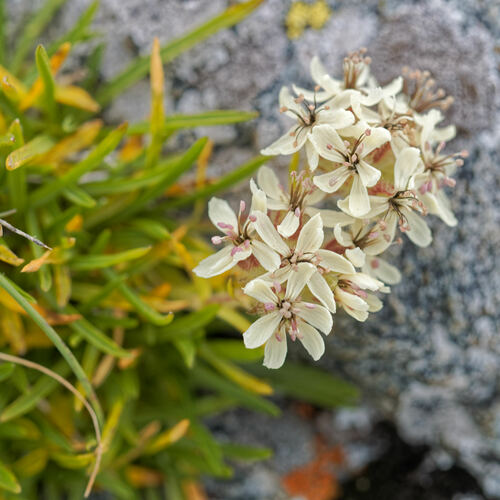 Saponaria lutea (Saponaria lutea)