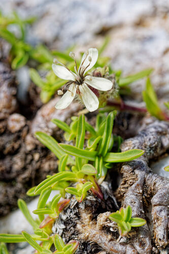 Saponaria lutea (Saponaria lutea)