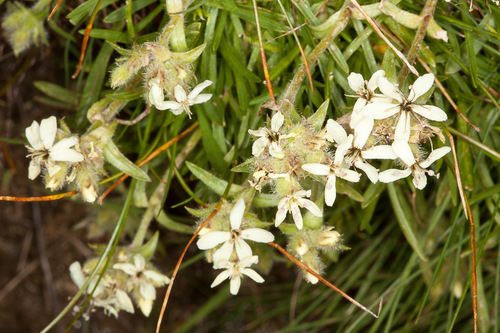 Saponaria lutea (Saponaria lutea)