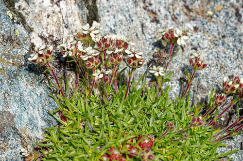 Saponaria lutea (Saponaria lutea)