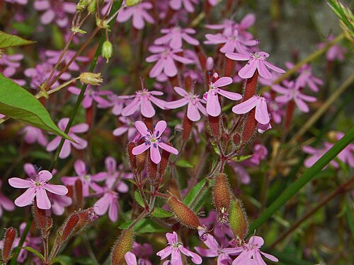 Rock soapwort: Saponaria ocymoides - Benedicta, Genova, Italy