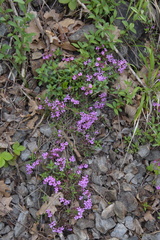Rock soapwort (Saponaria ocymoides)