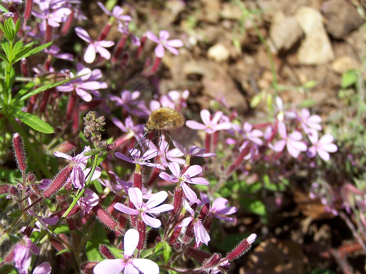 Rock soapwort: Insecte étrange ( bombyle ?) butinant des fleurs roses. Les pattes et la trompe rappellent le moustique, mais il semble plus avide de nectar que de sang.