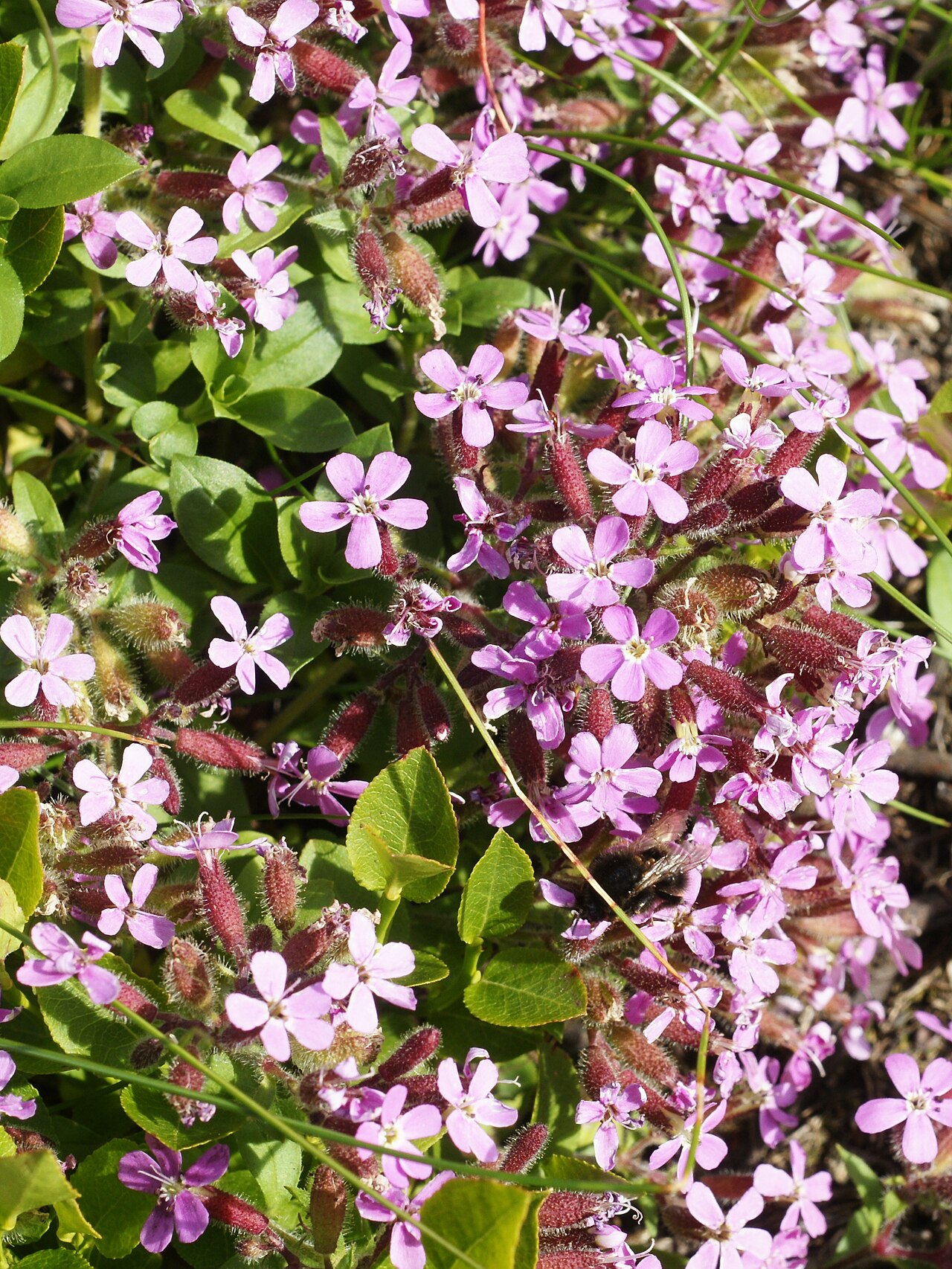 Rock soapwort: Rock soapwort, close to Gletschertafel, Lötschental, Switzerland