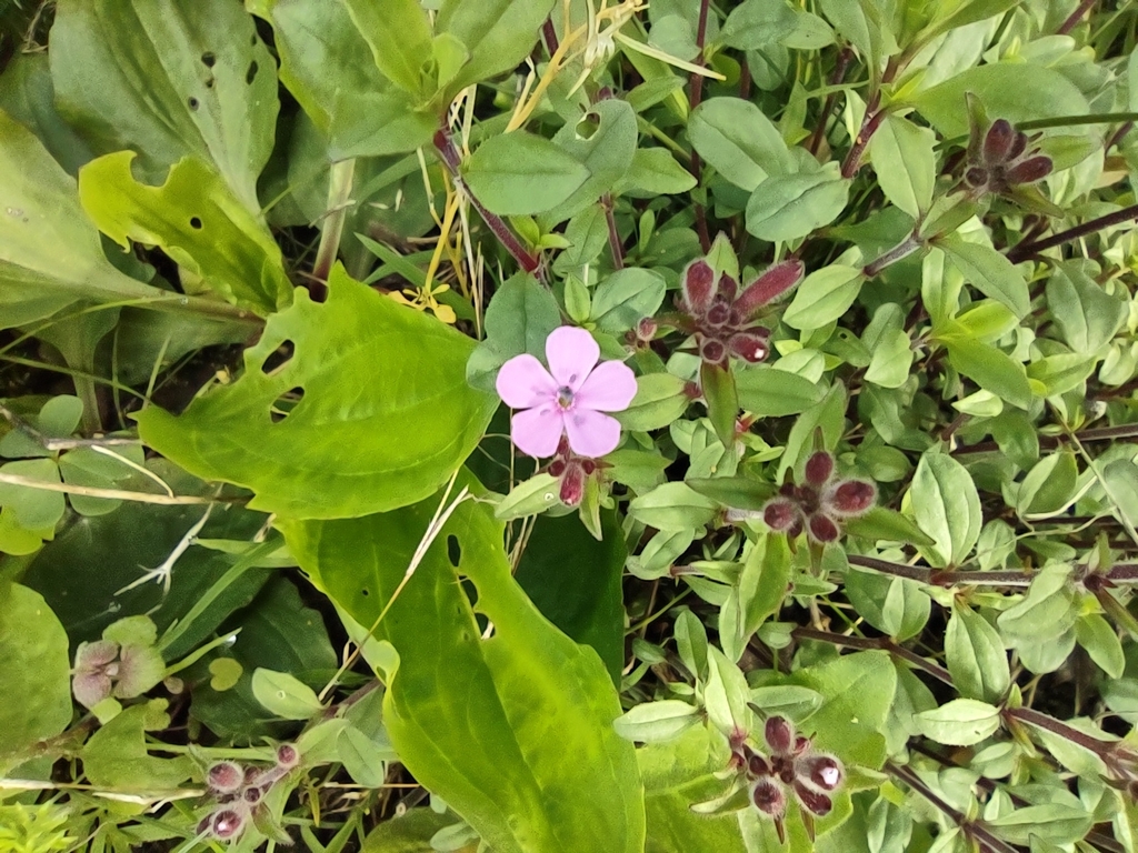 Rock soapwort (Saponaria ocymoides)