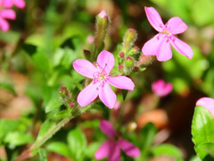 Rock soapwort (Saponaria ocymoides)
