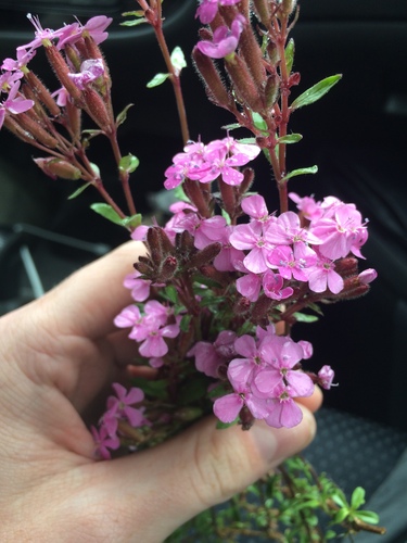 Rock soapwort (Saponaria ocymoides)