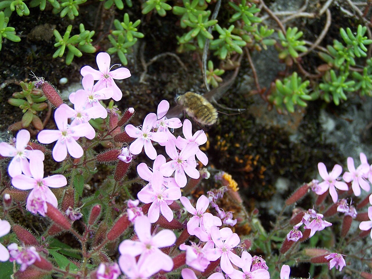 Rock soapwort: Autre photo d’un insecte (peut-être un Bombylius minor ) qui butine.