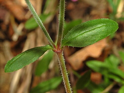 Rock soapwort: Saponaria ocymoides - Benedicta, Genova, Italy