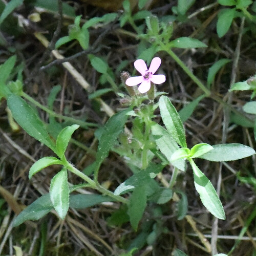Rock soapwort (Saponaria ocymoides)
