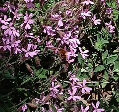 Rock soapwort (Saponaria ocymoides)