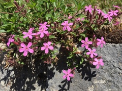 Rock soapwort (Saponaria ocymoides)