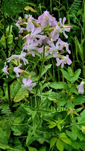 Bouncingbet (Saponaria officinalis)