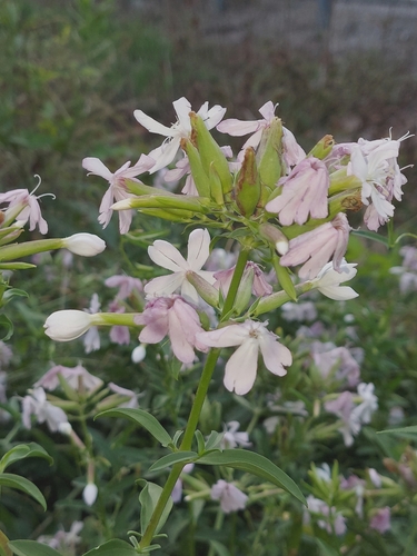 Bouncingbet (Saponaria officinalis)