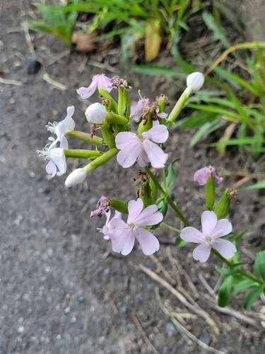 Bouncingbet (Saponaria officinalis)