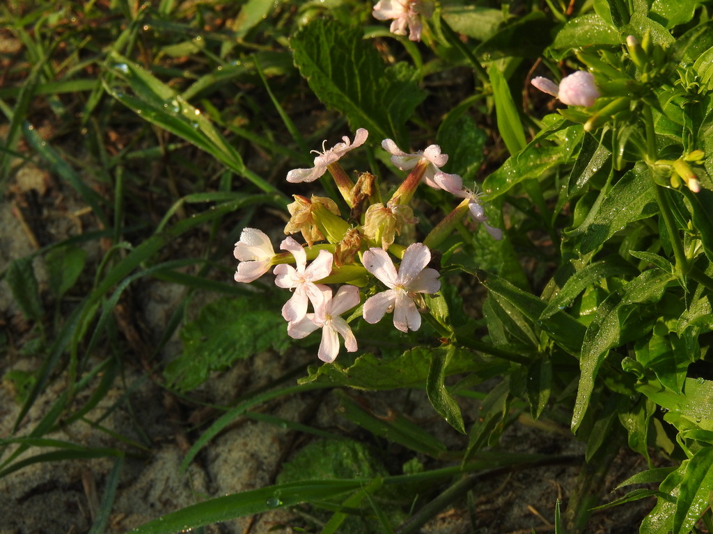 Bouncingbet (Saponaria officinalis)