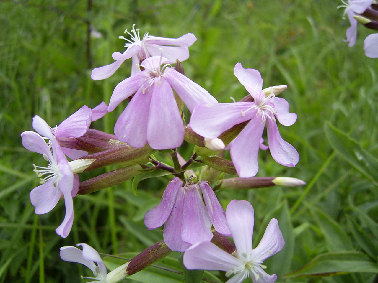 Bouncingbet (Saponaria officinalis)