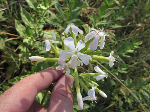 Bouncingbet (Saponaria officinalis)