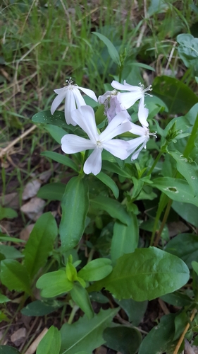 Bouncingbet (Saponaria officinalis)