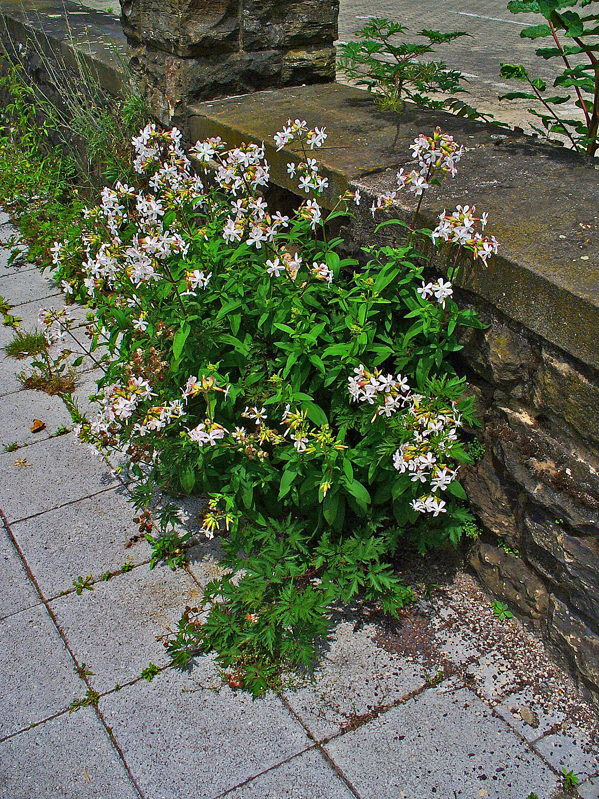 Bouncingbet: Saponaria officinalis , Caryophyllaceae, Common Soapwort, habitus. Karlsruhe, Germany.