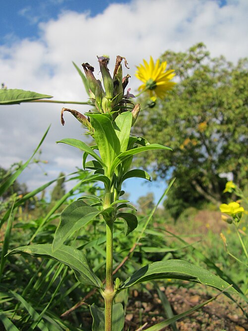 Bouncingbet: Gewöhnliches Seifenkraut (Saponaria officinalis) auf einer Ruderalfläche beim Reilinger Friedhof