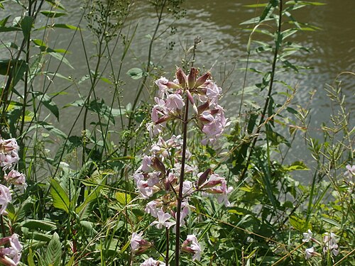 Bouncingbet: Gewöhnliches Seifenkraut (Saponaria officinalis) an der Saar in Saarbrücken