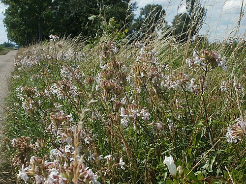 Bouncingbet: Gewöhnliches Seifenkraut (Saponaria officinalis) im Hockenheimer Rheinbogen