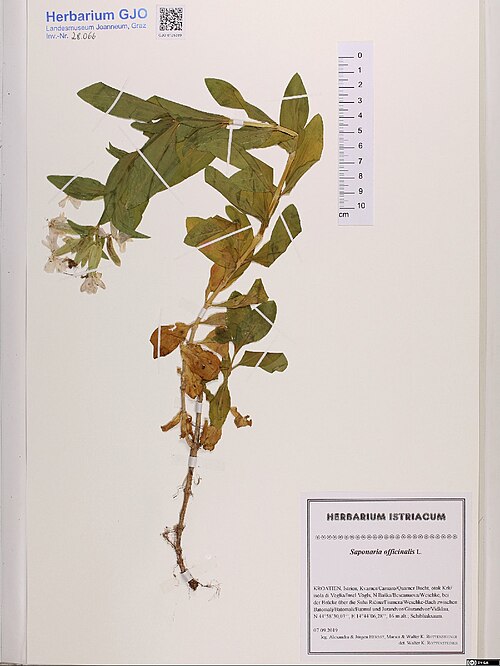 Saponaria orientalis: Saponaria orientalis — Herbarium specimen from Kroatien, [Gespanschaft Primorje-Gorski kotar]; Istrien Kvarner/Carnaro/Quarner Bucht, otok Krk/isola di Veglia/I
