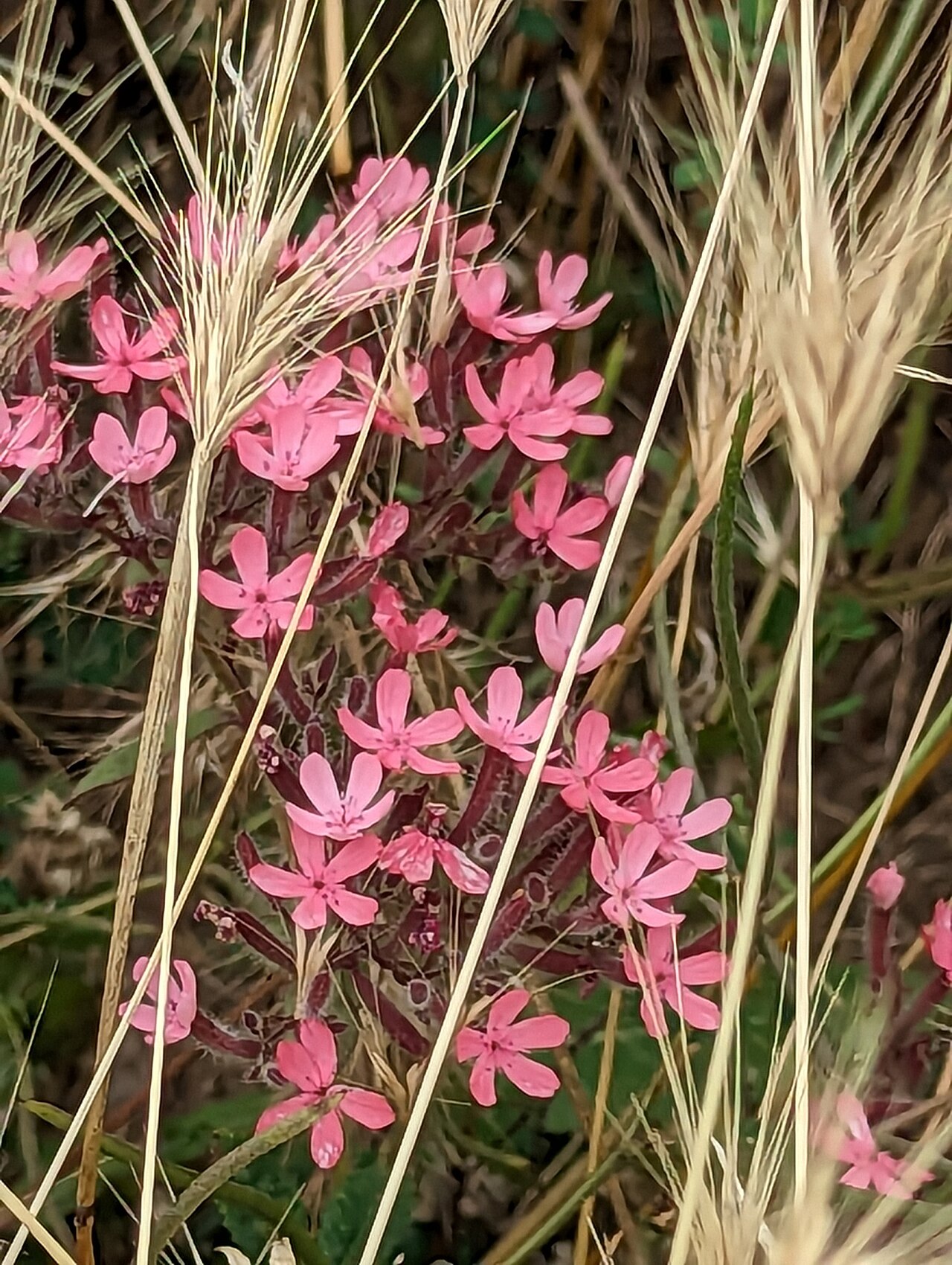 Saponaria prostrata: Saponaria prostrata Willd., Enum. Pl.: 465 (1809).