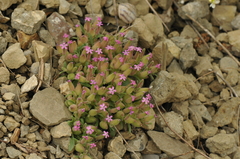 Saponaria prostrata (Saponaria prostrata)