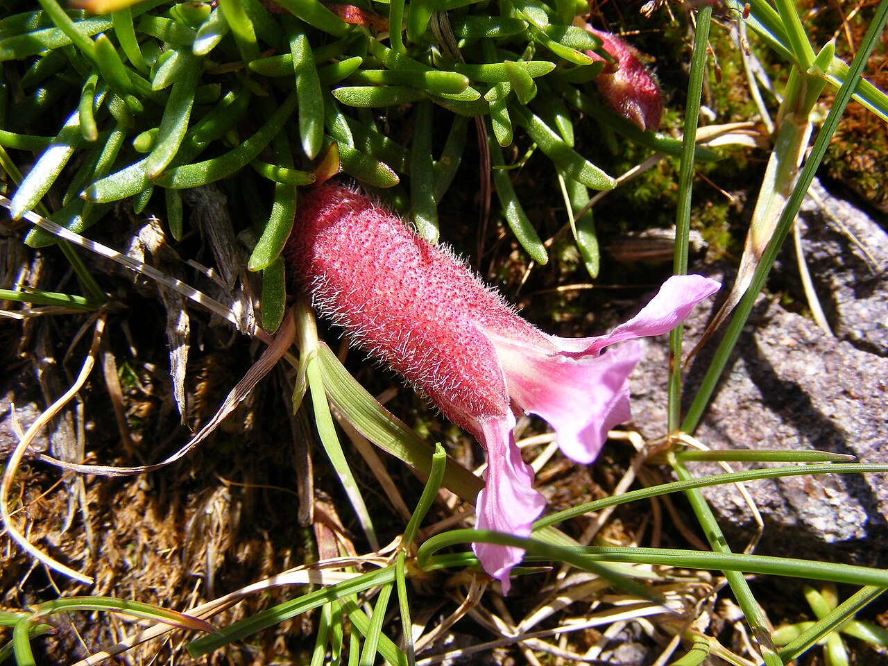 Saponaria pumila: This photo shows Saponaria pumila