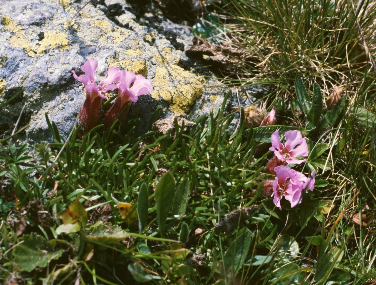 Saponaria pumila: Zwerg-Seifenkraut (Saponaria pumila), Nelkengewächse (Caryophyllaceae) - Österreich/Austria/Autriche: Kärnten/Carinthia, Nockberge, Gregerlenock