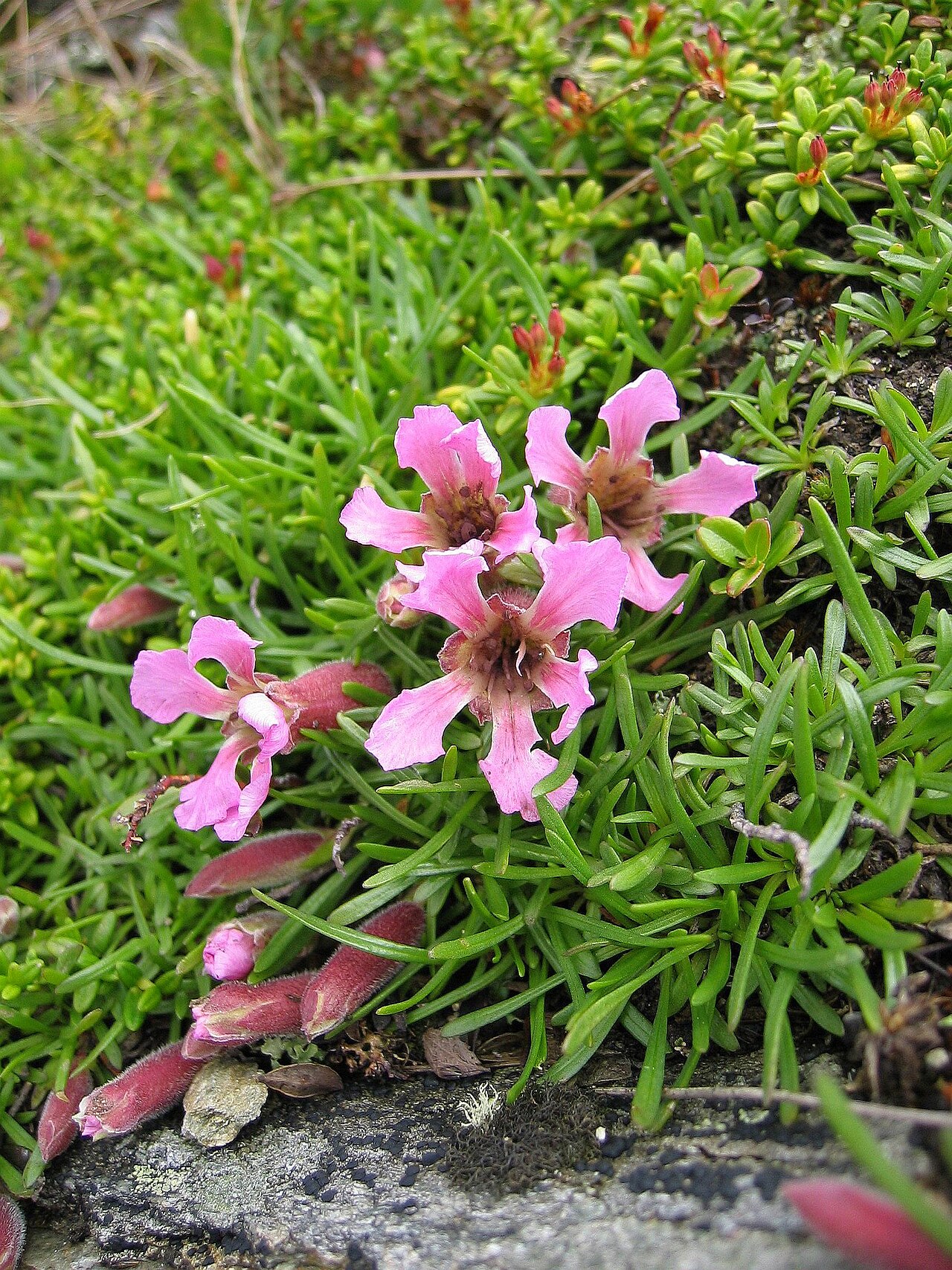 Saponaria pumila (Saponaria pumila)