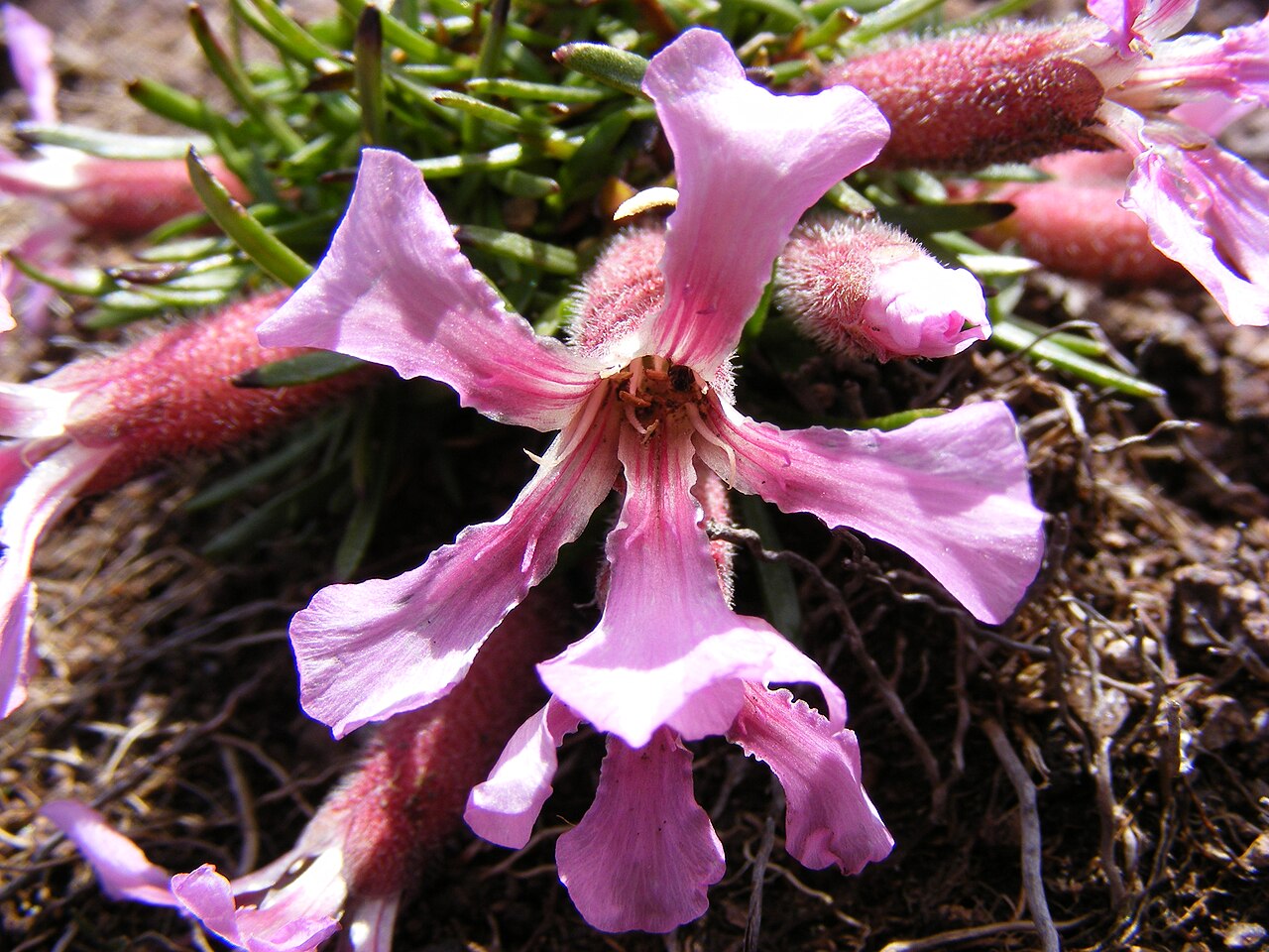 Saponaria pumila: This photo shows Saponaria pumila. I took this photo in the Dolomites