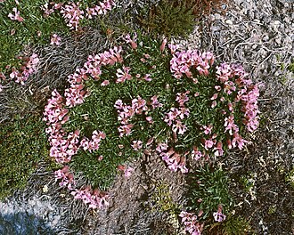 Saponaria pumila: Zwerg-Seifenkraut (Saponaria pumila), Nelkengewächse (Caryophyllaceae) - Österreich/Austria/Autriche: Kärnten/Carinthia, Nockberge, Gregerlenock