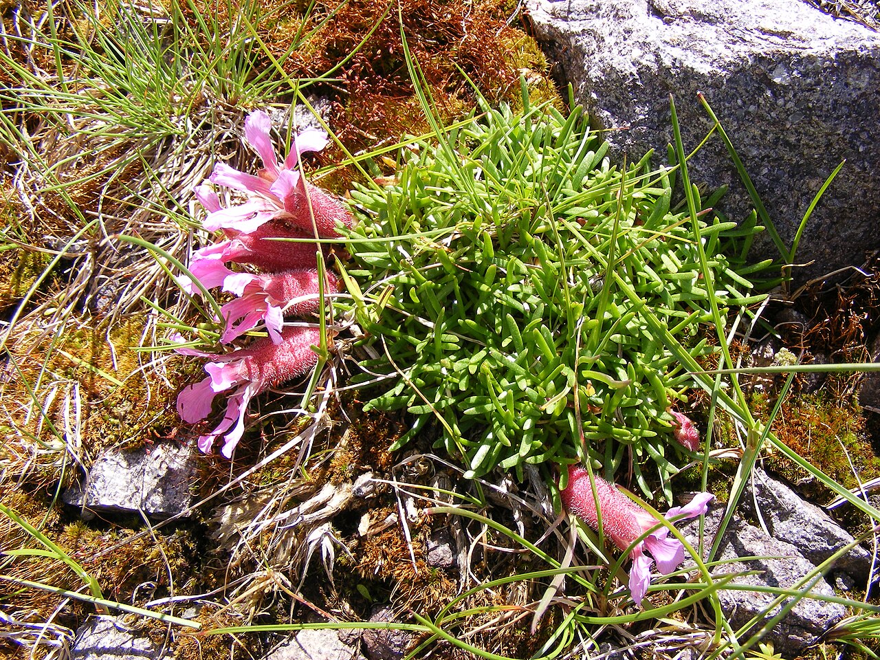 Saponaria pumila: This photo shows Saponaria pumila