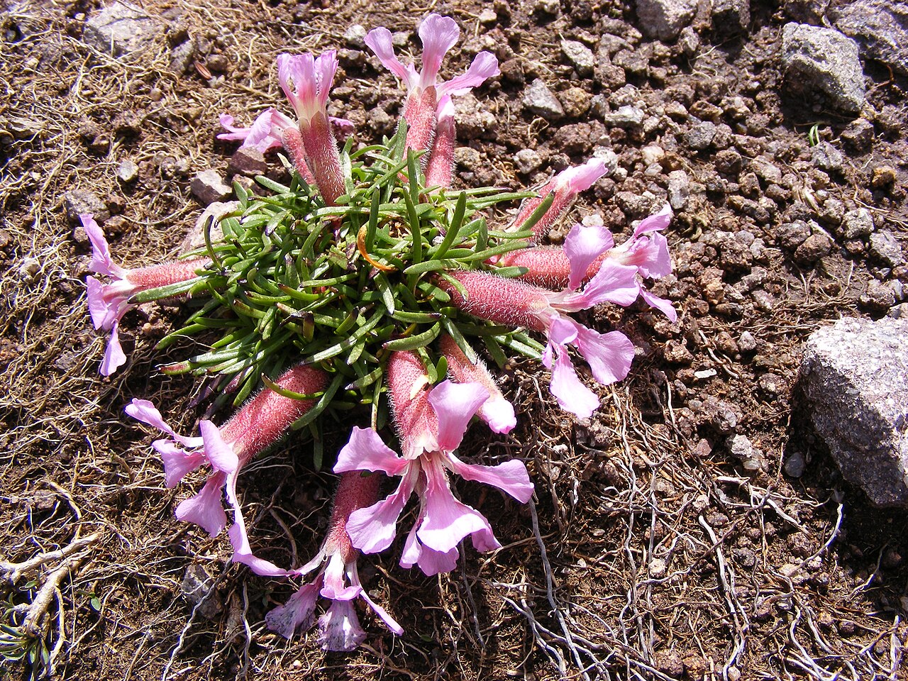 Saponaria pumila: This photo shows Saponaria pumila