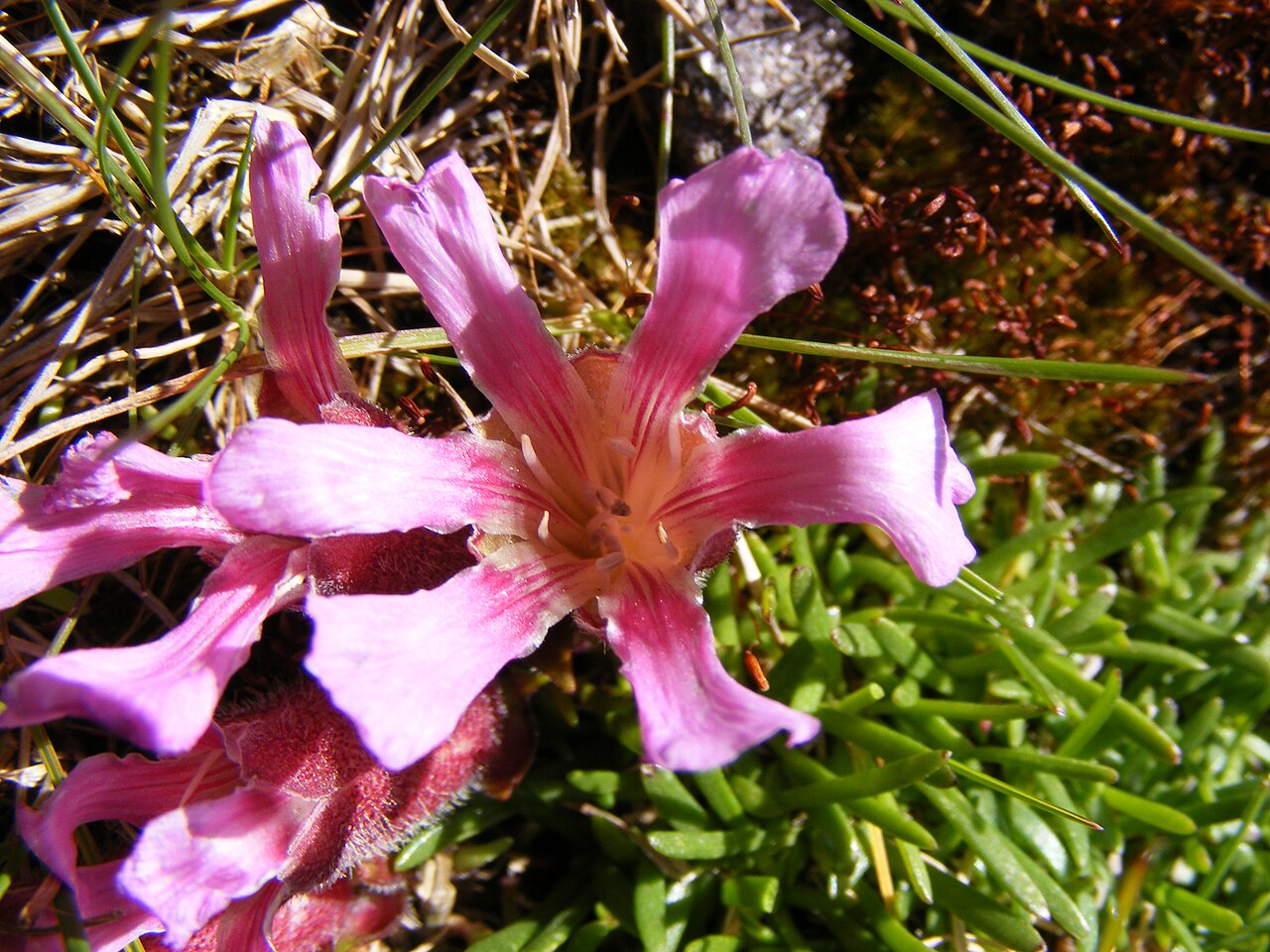 Saponaria pumila: This photo shows Saponaria pumila
