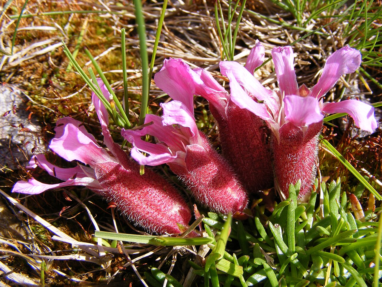 Saponaria pumila: This photo shows Saponaria pumila