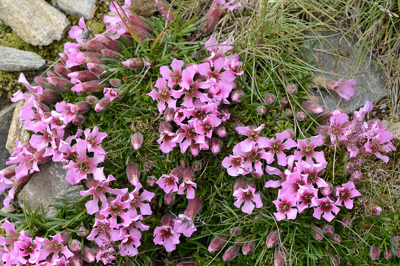 Saponaria pumila: This media shows the natural monument in Carinthia with the ID Sp 29 .