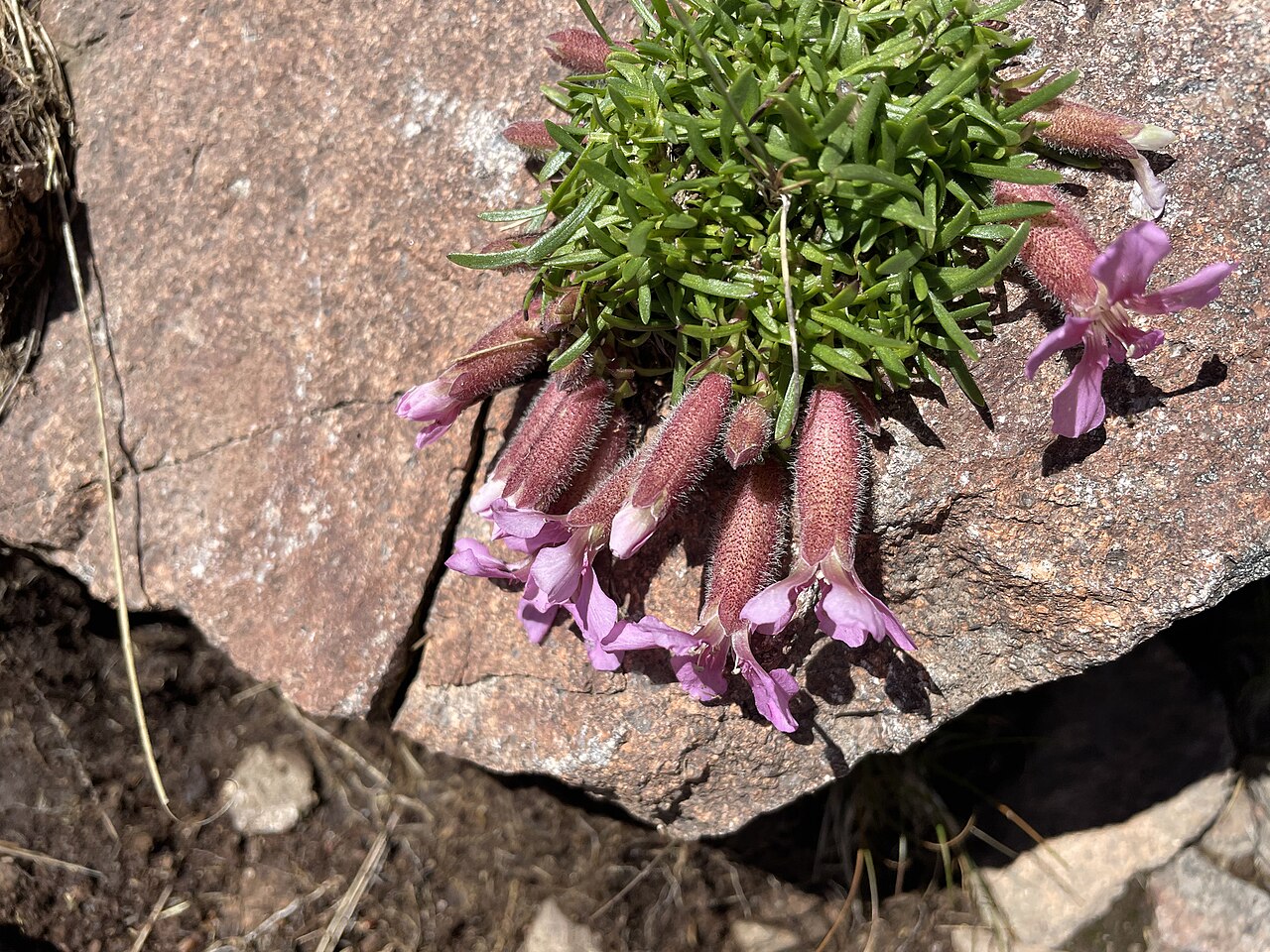 Saponaria pumila: Dwarf Soapwort