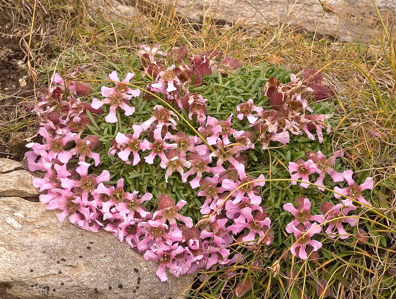 Saponaria pumila (Saponaria pumila)