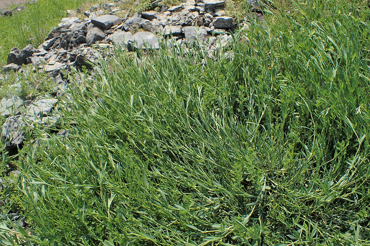 Saponaria sicula: Saponaria sicula subsp. stranjensis in Neuer Botanischer Garten der Universität Göttingen