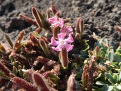 Saponaria sicula (Saponaria sicula)