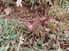 Saponaria sicula (Saponaria sicula)
