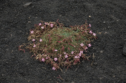 Saponaria sicula (Saponaria sicula)