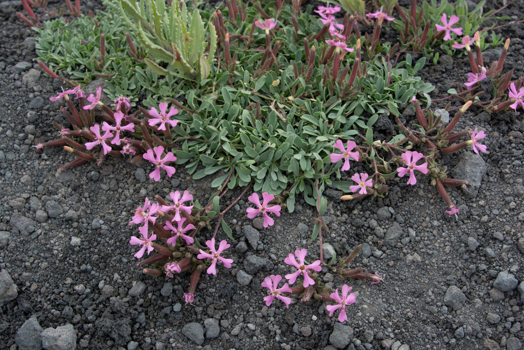 Saponaria sicula (Saponaria sicula)