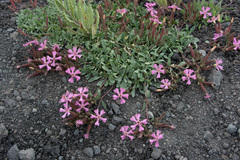 Saponaria sicula (Saponaria sicula)