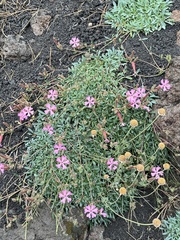 Saponaria sicula (Saponaria sicula)