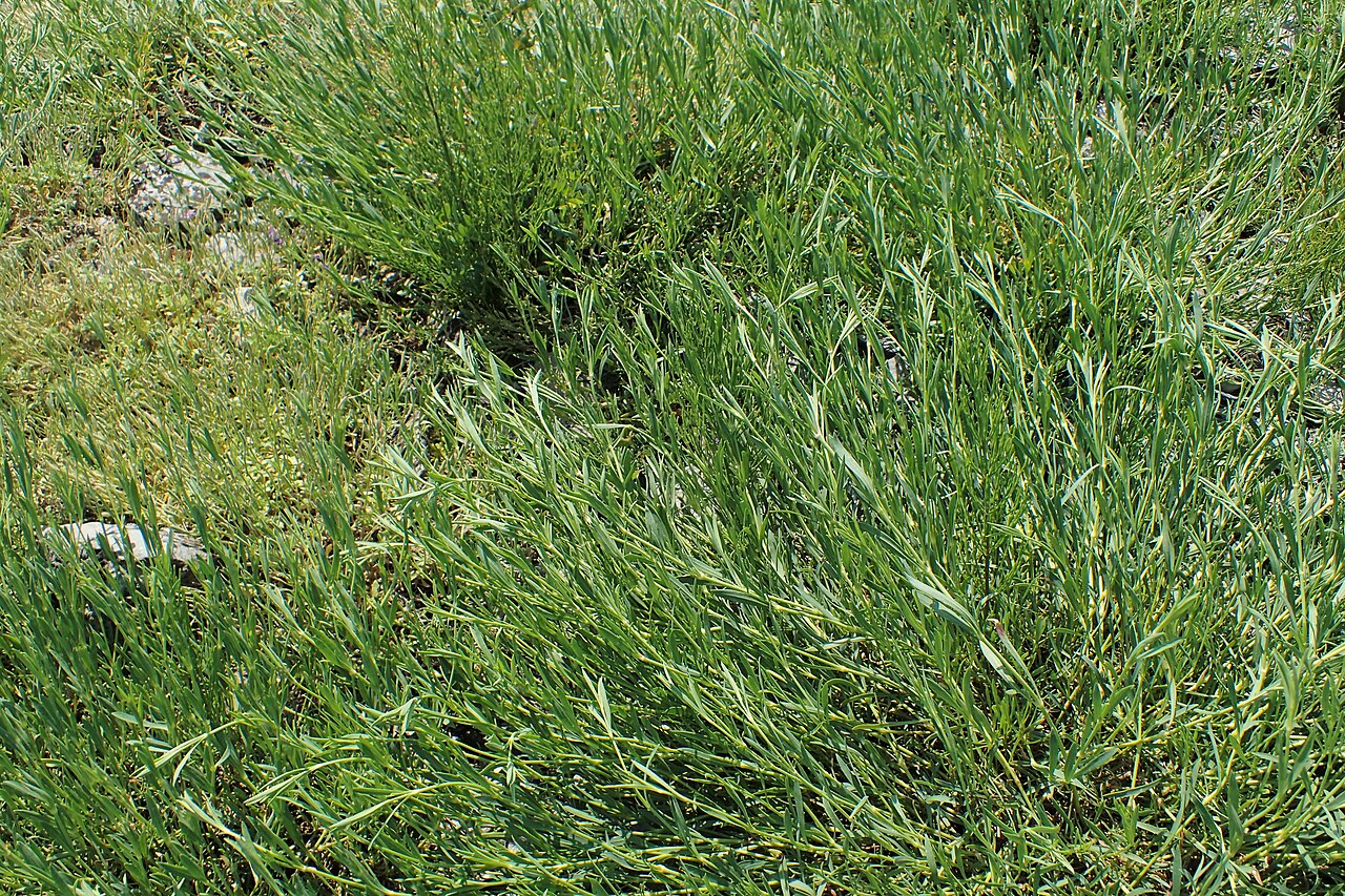 Saponaria sicula: Saponaria sicula subsp. stranjensis in Neuer Botanischer Garten der Universität Göttingen